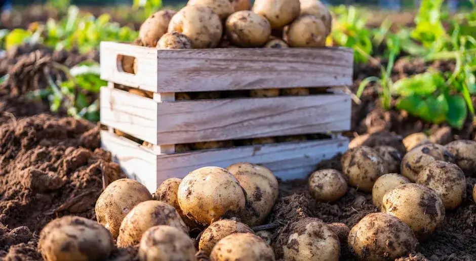 Co uprawiać po ziemniakach? Oto najlepsze rośliny do siewu