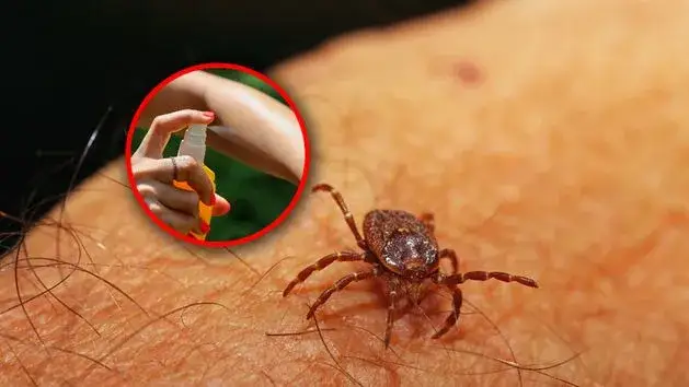 Czym żywią się kleszcze i jak uniknąć ich ukąszeń?