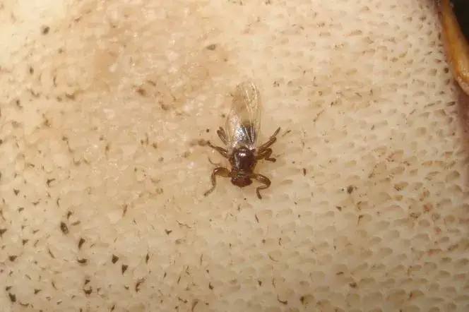 Czy kleszcze latają? Odkryj prawdę o tych groźnych pasożytach