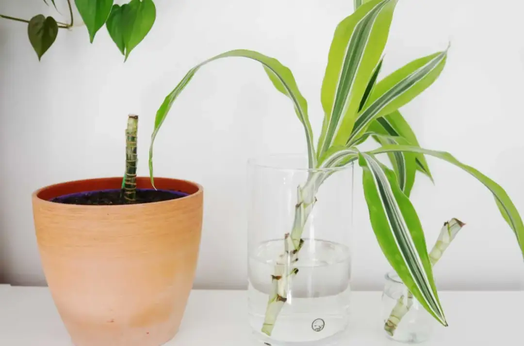 Jak przycinać dracenę? Odmładzanie, zagęszczanie i nowe sadzonki!