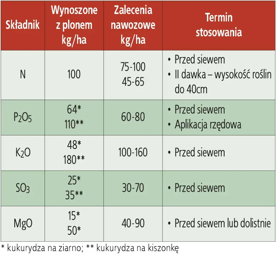 Ile nawozu na kukurydze? Odkryj idealne dawki dla zdrowego plonu