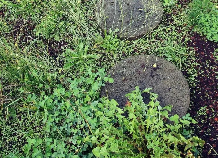 Skuteczne sposoby na usunięcie chwastów na cmentarzu bez chemii