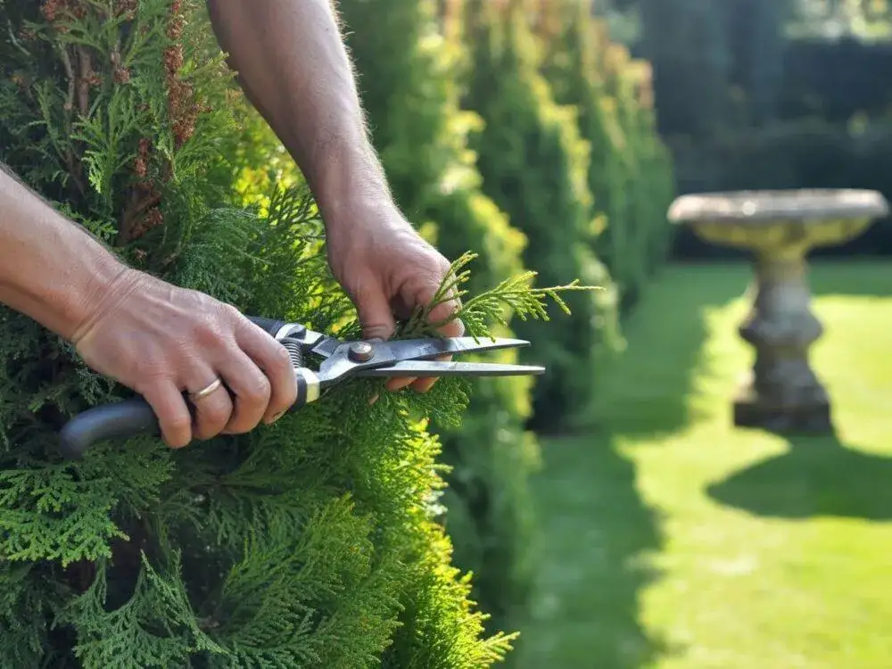 Jak oddzielić tuje od trawnika - skuteczne metody i porady na każdy ogród