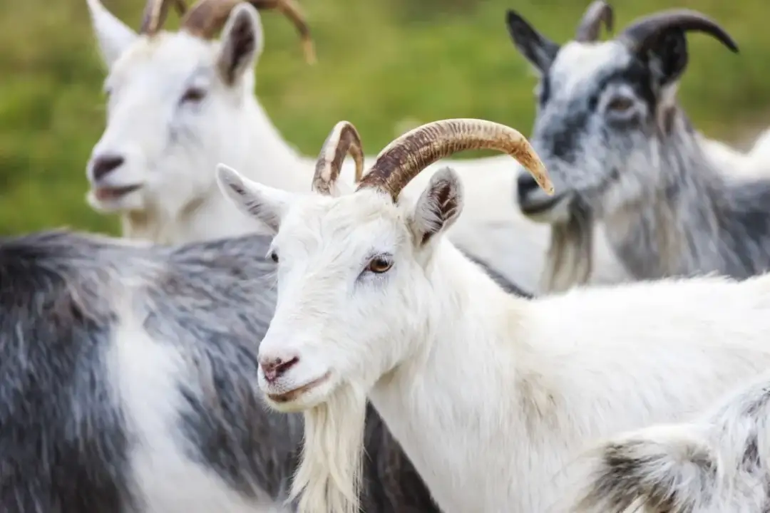 Hodowla kóz jak zacząć - uniknij najczęstszych błędów i kosztów