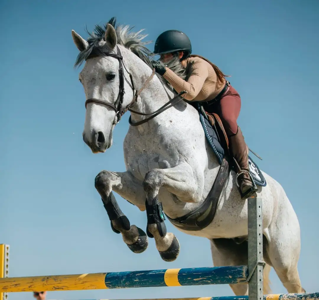 Ujeżdżenie fundament jeździectwa – klucz do sukcesu w jeździectwie