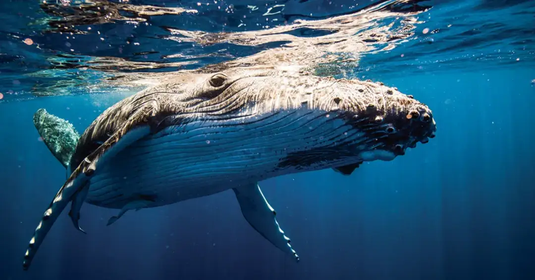 Jak rozmnażają się wieloryby? Zaskakujące fakty o ich reprodukcji