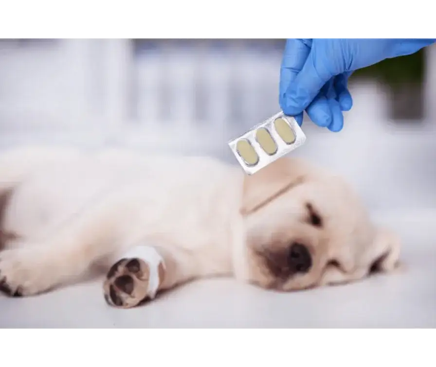 Cena odrobaczenia szczeniaka: Ile zapłacisz i dlaczego to ważne?