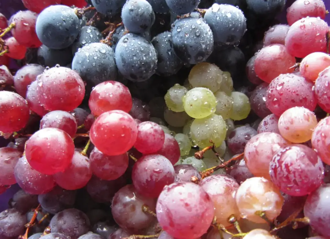 Czerwone winogrona: Zaskakująco niskie kalorie, które pokochasz!