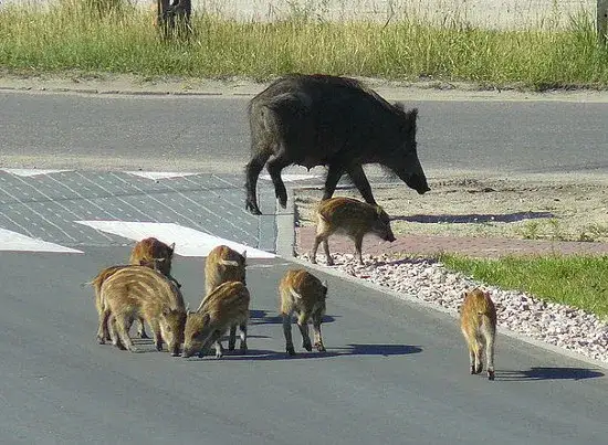 Dziki na osiedlu: Jak reagować i chronić swoje bezpieczeństwo?