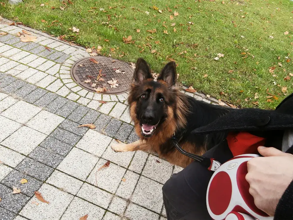 Owczarek niemiecki suczka czy pies - odkryj kluczowe różnice