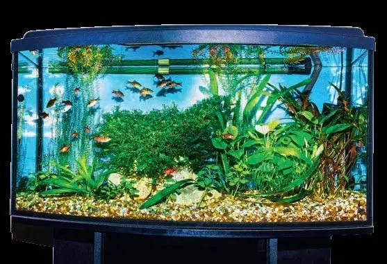 Jak wybrać odpowiedni odmulacz do akwarium i zadbać o zdrowie ryb