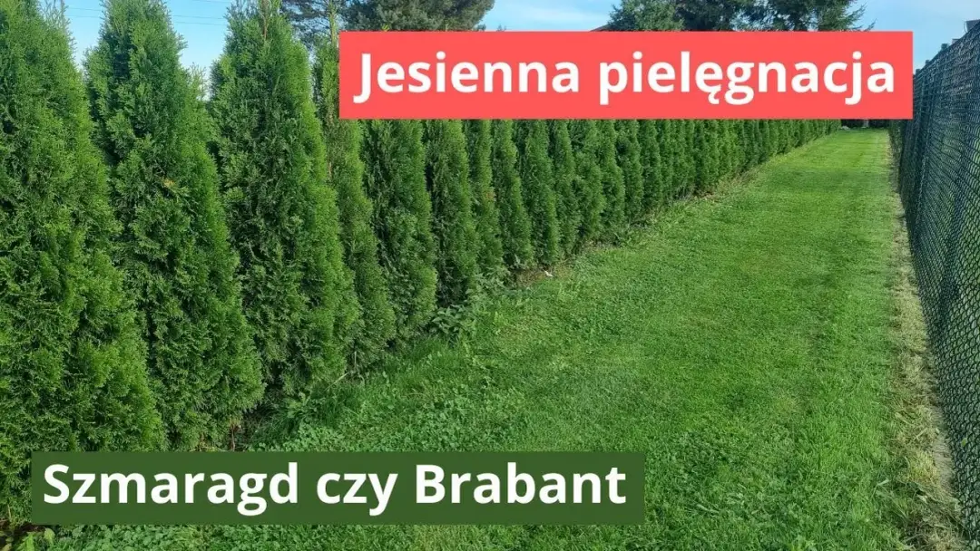 Tuja Brabant: Jak przyspieszyć wzrost i mieć gęsty żywopłot?