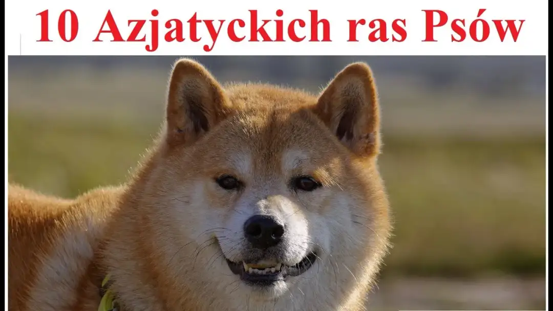 Poznaj najpiękniejsze azjatyckie psy: kompletny opis 10 wyjątkowych ras