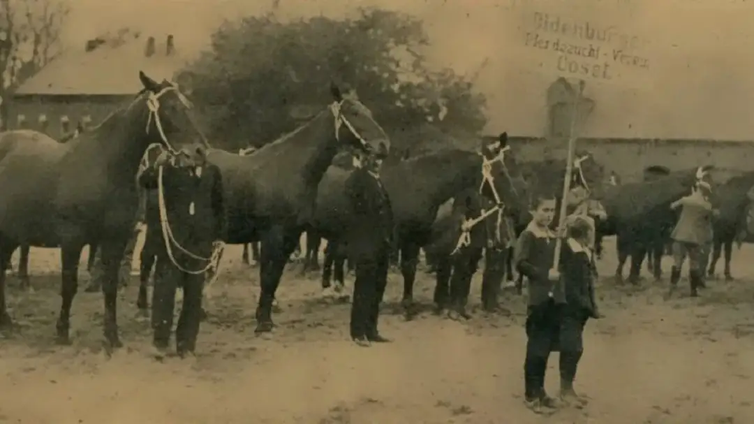 Stadnina koni na wyspie: historia, atrakcje i jazda konna w Kędzierzynie-Koźlu