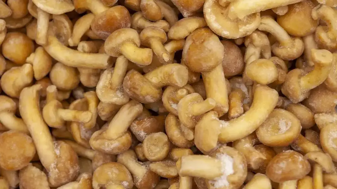 Mrożone grzyby: jak długo można je przechowywać bez utraty jakości?