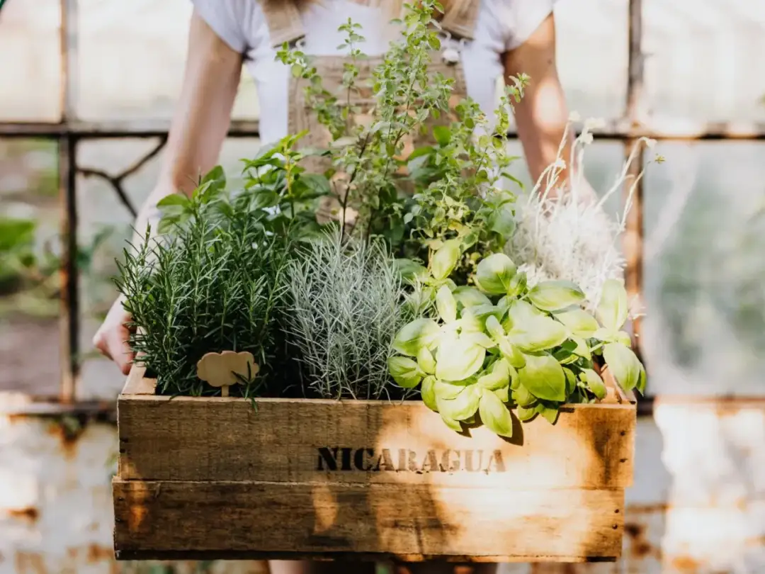 Jak wygląda bazylia i oregano? Odkryj ich cechy i różnice