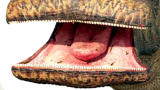 Dinozaur co ma 500 zębów: fascynująca historia nigerzaura