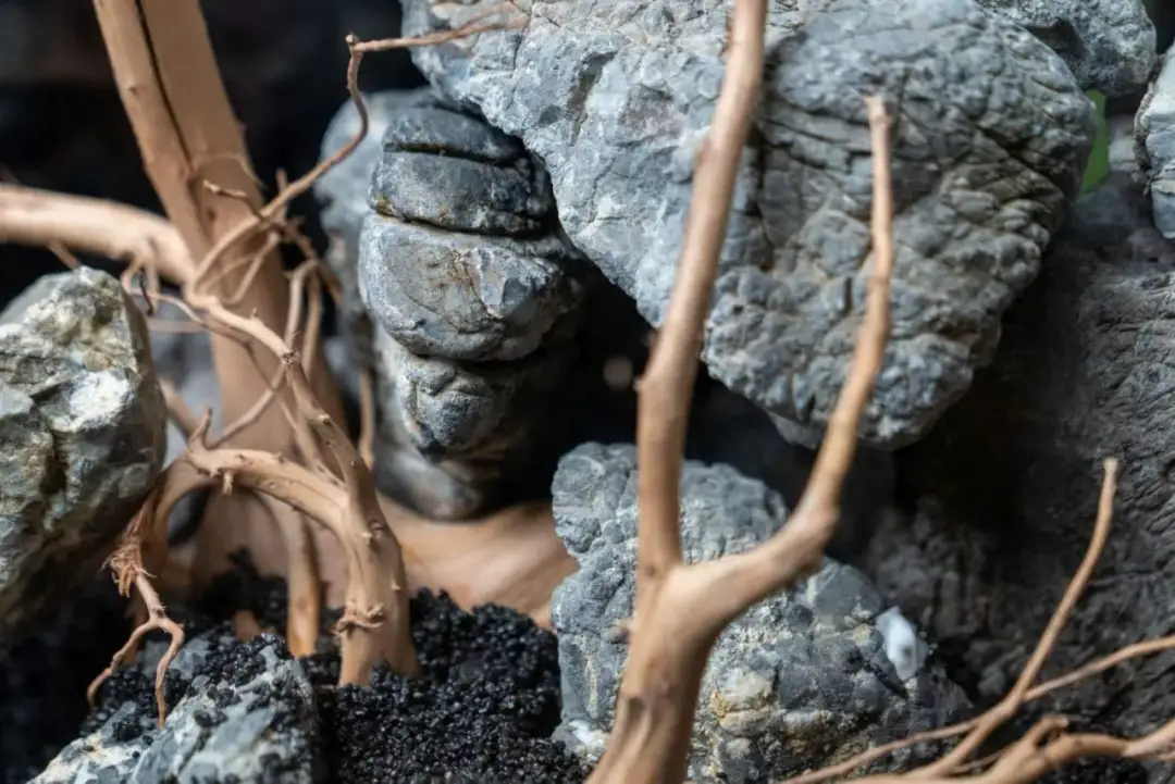 Gdzie znaleźć kamienie do akwarium, aby uniknąć niebezpieczeństw dla ryb