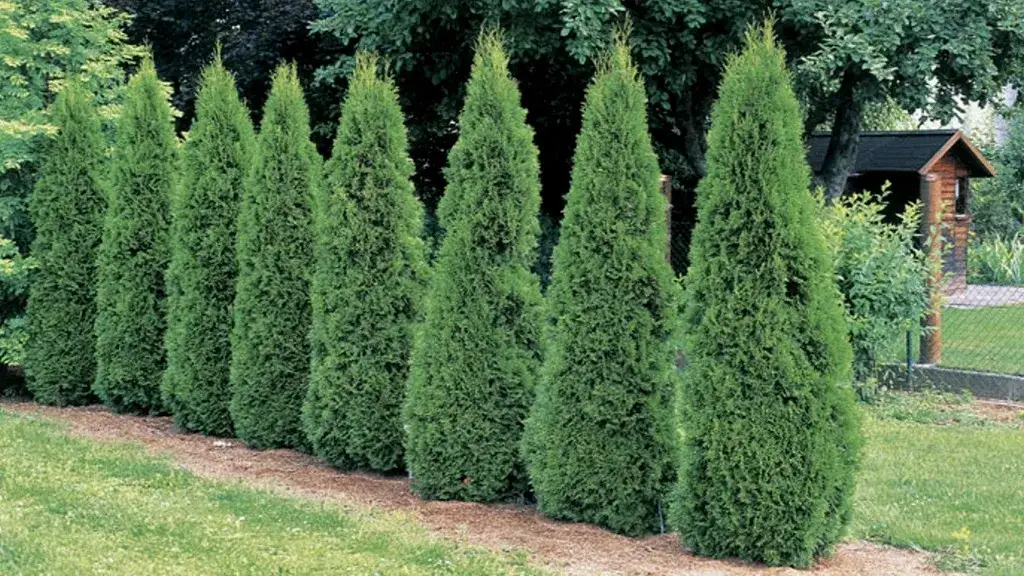 Czy można wyciąć tuje na cmentarzu? Zasady i procedury wycinki