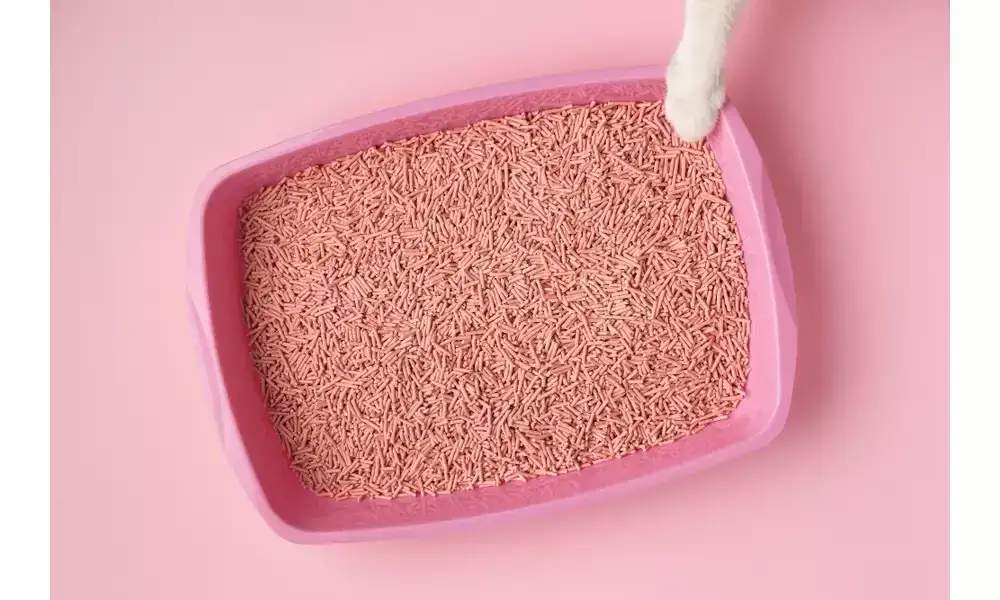 Jaki żwirek dla małego kotka: wybierz bezpieczny i komfortowy literek