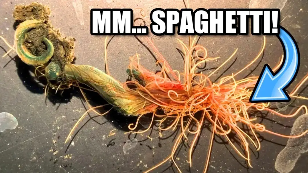 Czym jest robak spaghetti? Fascynujące fakty o tym gatunku
