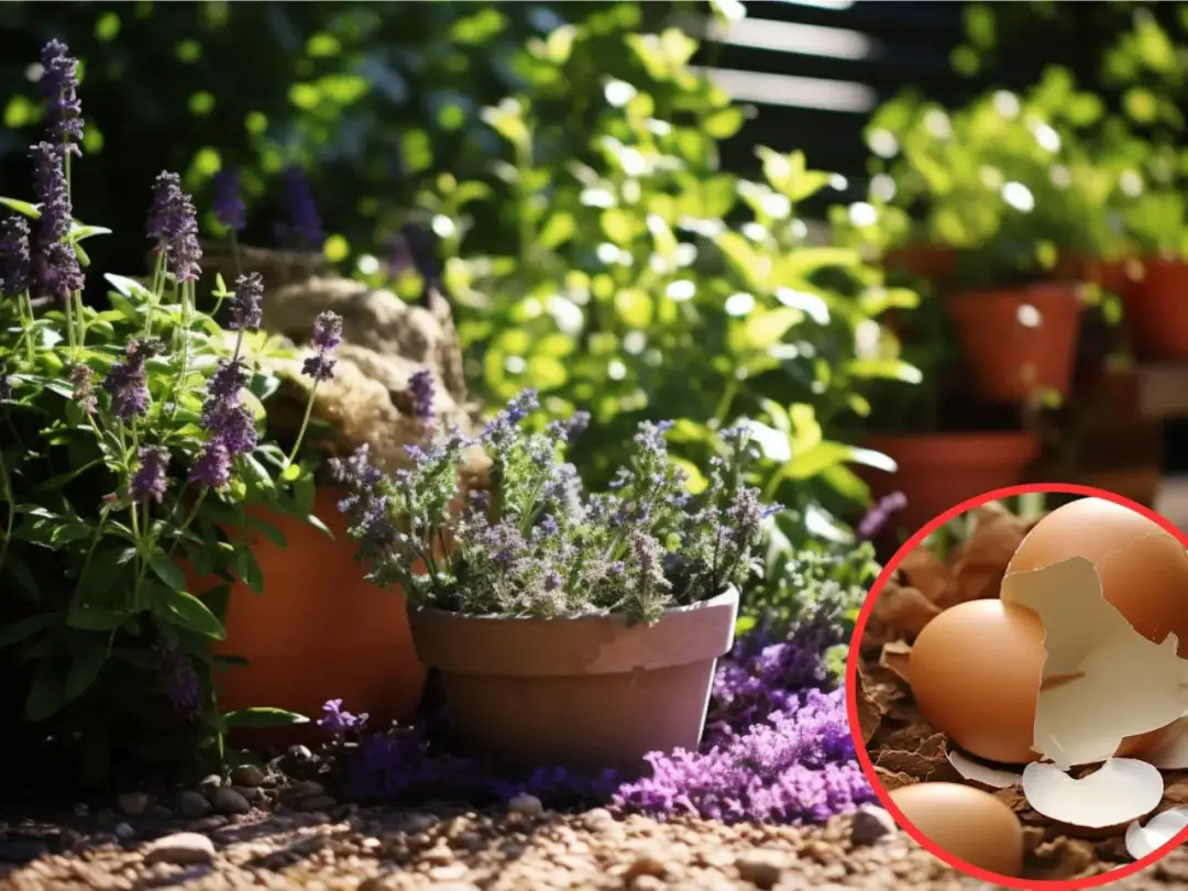 Skorupki jajek dla kwiatów: Którym pomogą, a którym zaszkodzą?