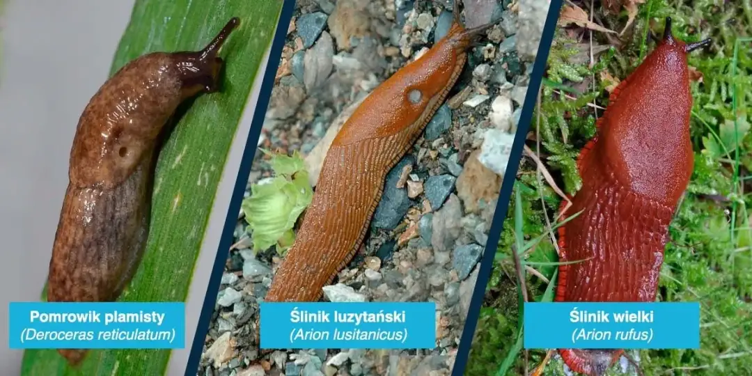 Jak skutecznie zwalczać ślimaki w ogrodzie: naturalne metody i porady