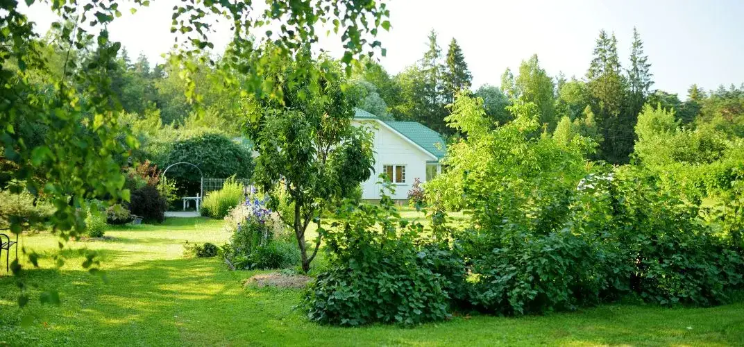 Jakie drzewa sadzić na osiedlach, aby uniknąć problemów z przestrzenią?