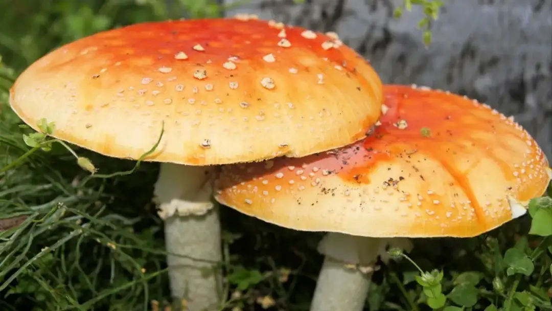 Zatrucia grzybami: objawy, pierwsza pomoc i jak uniknąć zagrożenia