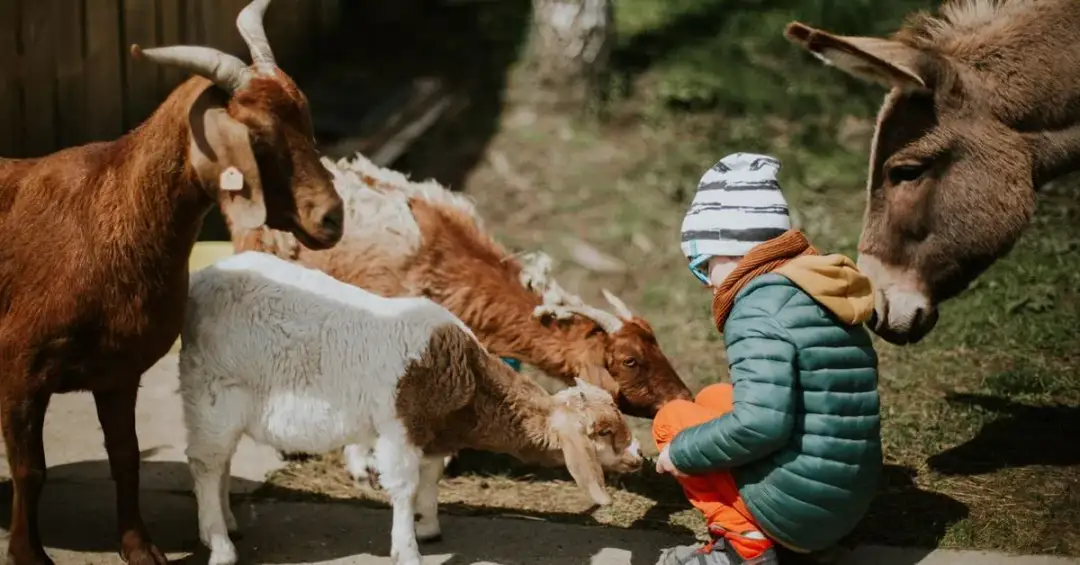 Agroturystyka gdzie znaleźć najlepsze miejsca na wypoczynek na wsi