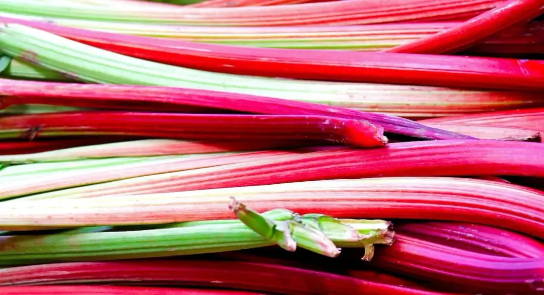 Czy można mrozić rabarbar: Kompletny przewodnik przechowywania na zimę