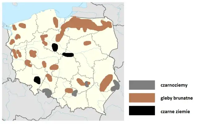 Najżyźniejsza gleba - czarnoziem kluczem do obfitych plonów
