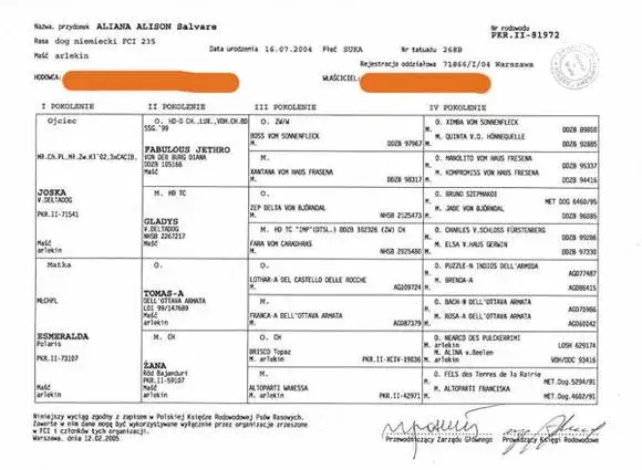 Ile kosztuje rodowód dla psa? Sprawdź ceny i ważne informacje