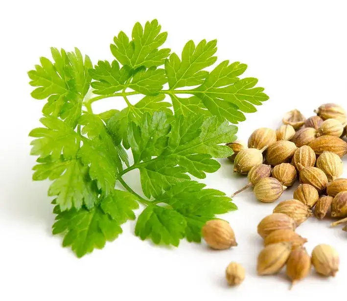Gdzie kupić olej kolendry siewnej? Sprawdź najlepsze oferty online