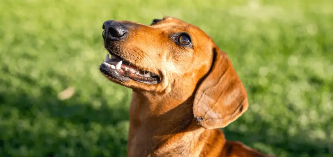 Czy pies może jeść tylko suchą karmę? Sprawdź, co powinieneś wiedzieć