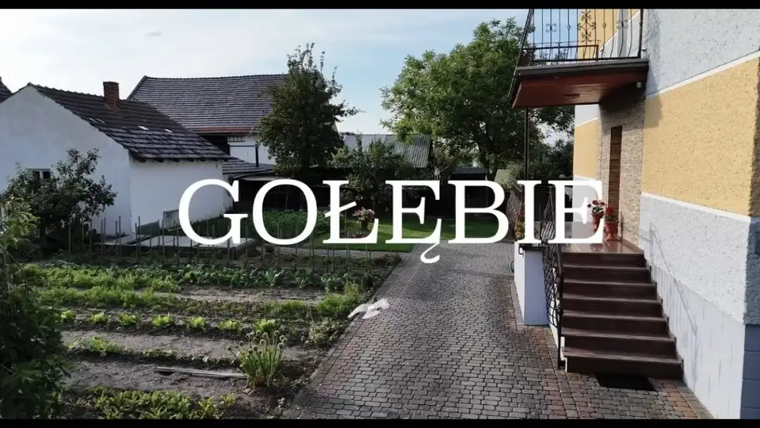 Filmy o gołębiach pocztowych: emocjonalne historie i ich znaczenie