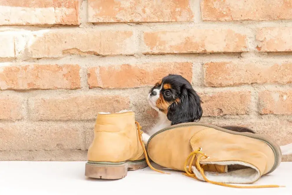 Jakie buty na spacer z psem wybrać - praktyczne porady i wskazówki