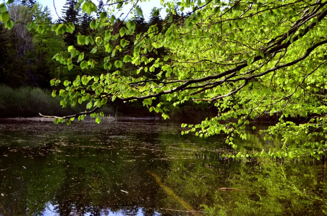 Jezioro Dziekanowskie: tajemnice wypoczynku blisko Warszawy
