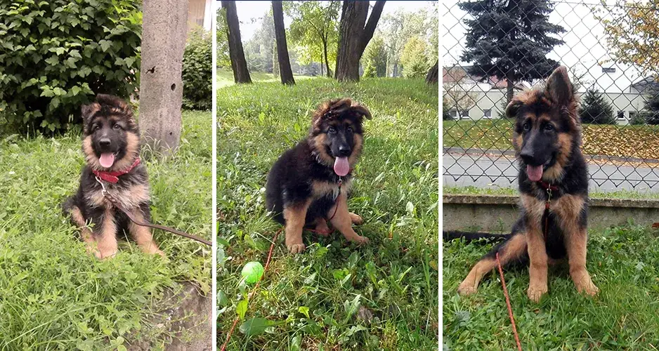 Kiedy owczarek niemiecki przestaje rosnąć? Pełny przewodnik!