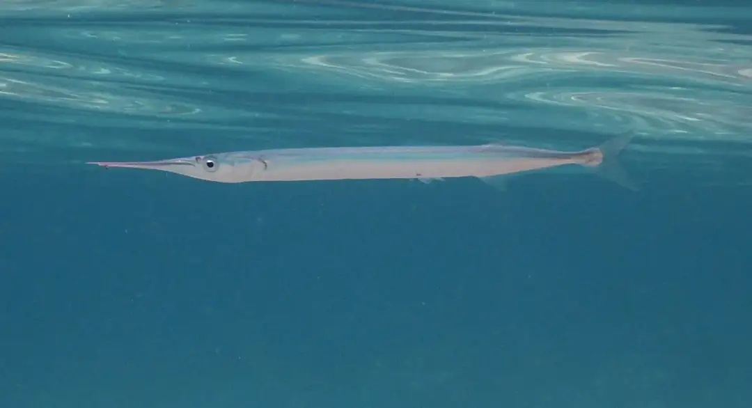 Jakie ryby pływają w Bałtyku? Odkryj zaskakujące gatunki!