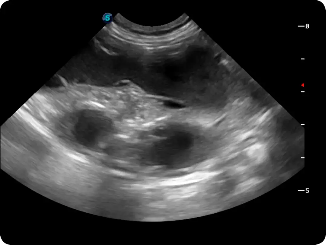 Ropomacicze: Kolor wydzieliny. Czy Twoja suka jest bezpieczna?