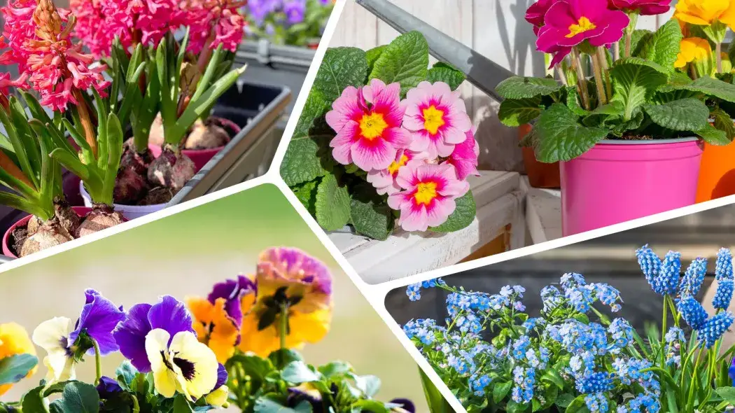 Kiedy kwiaty na balkon? Uniknij przymrozków i wybierz najlepszy czas