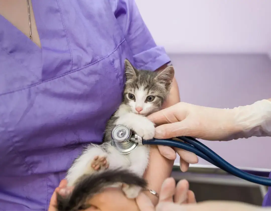 Kastracja kotki: Kiedy najlepiej? Porady eksperta i korzyści