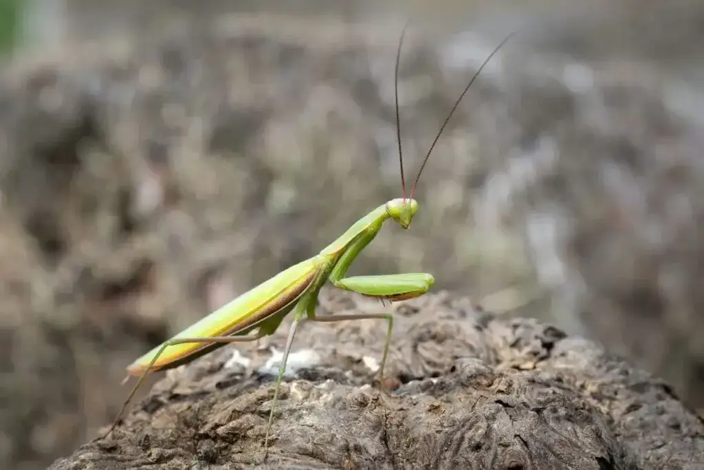 Czy modliszka żyje w Polsce? Odkryj jej zasięg i ochronę