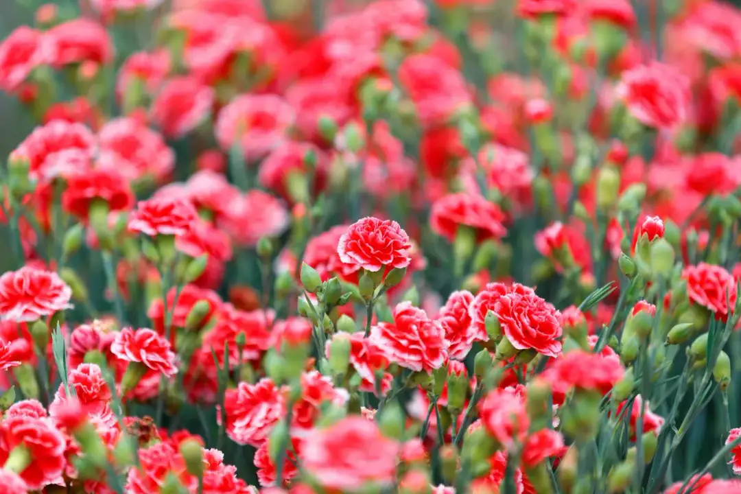  Goździki wieloletnie - jak i gdzie sadzić? Poznaj tajniki uprawy tych pięknych kwiatów