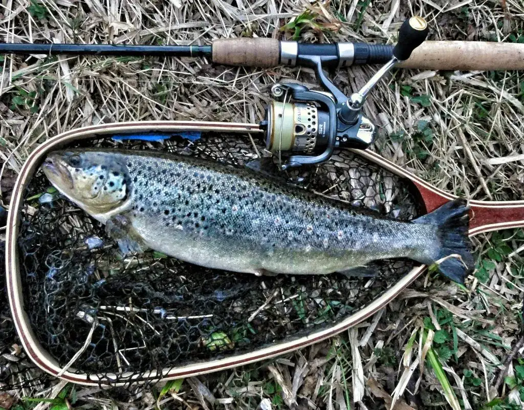 Jaka wędka na pstrąga? Wybierz idealny kij i łów skutecznie!
