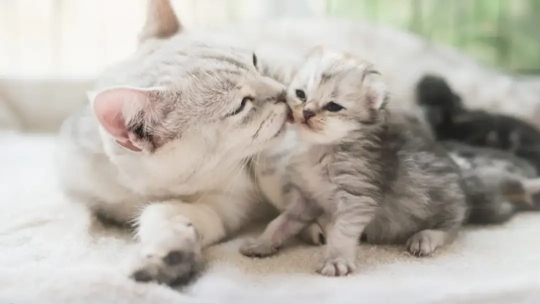 Kiedy kotki zaczynają chodzić? Etapy rozwoju i pierwsze kroki