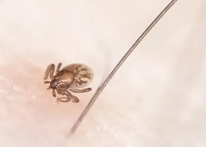 Czy kleszcz lata? Odkryj prawdę o kleszczach i ich zachowaniu