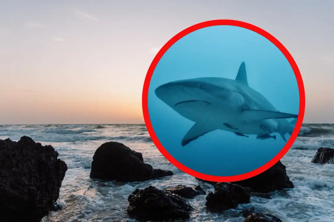 Czy w Hiszpanii są rekiny? Prawda o zagrożeniu dla kąpiących się