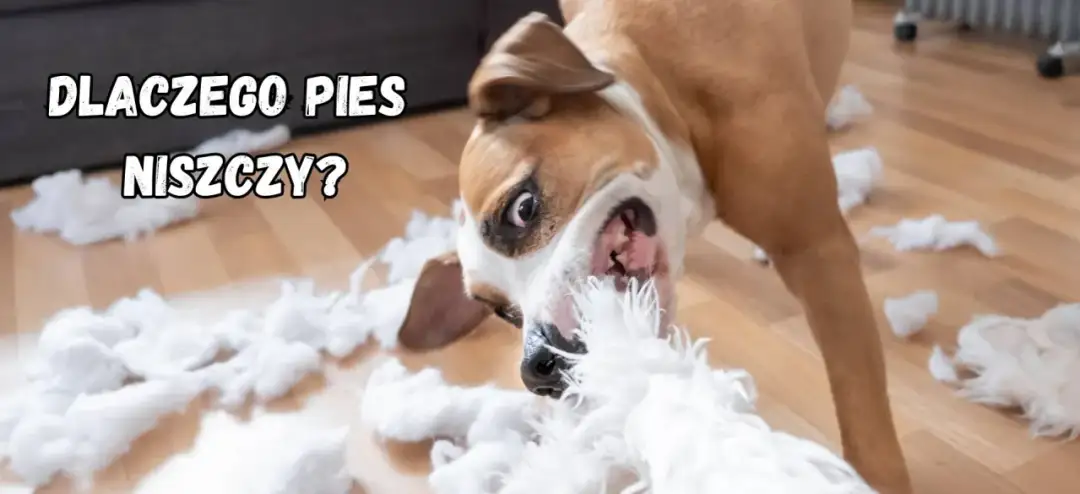 Pies niszczy zabawki w 5 min? Te gryzaki to zmienią!